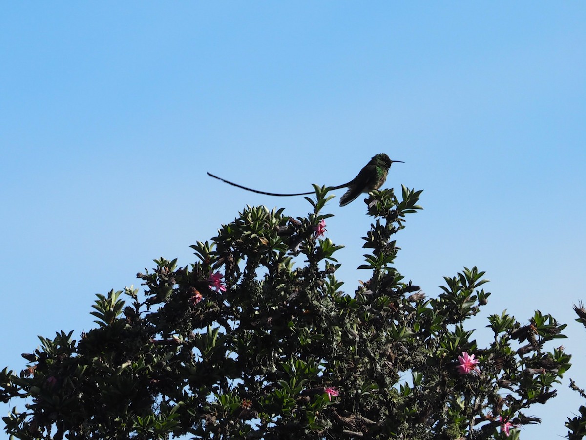 Black-tailed Trainbearer - Lonnie Somer