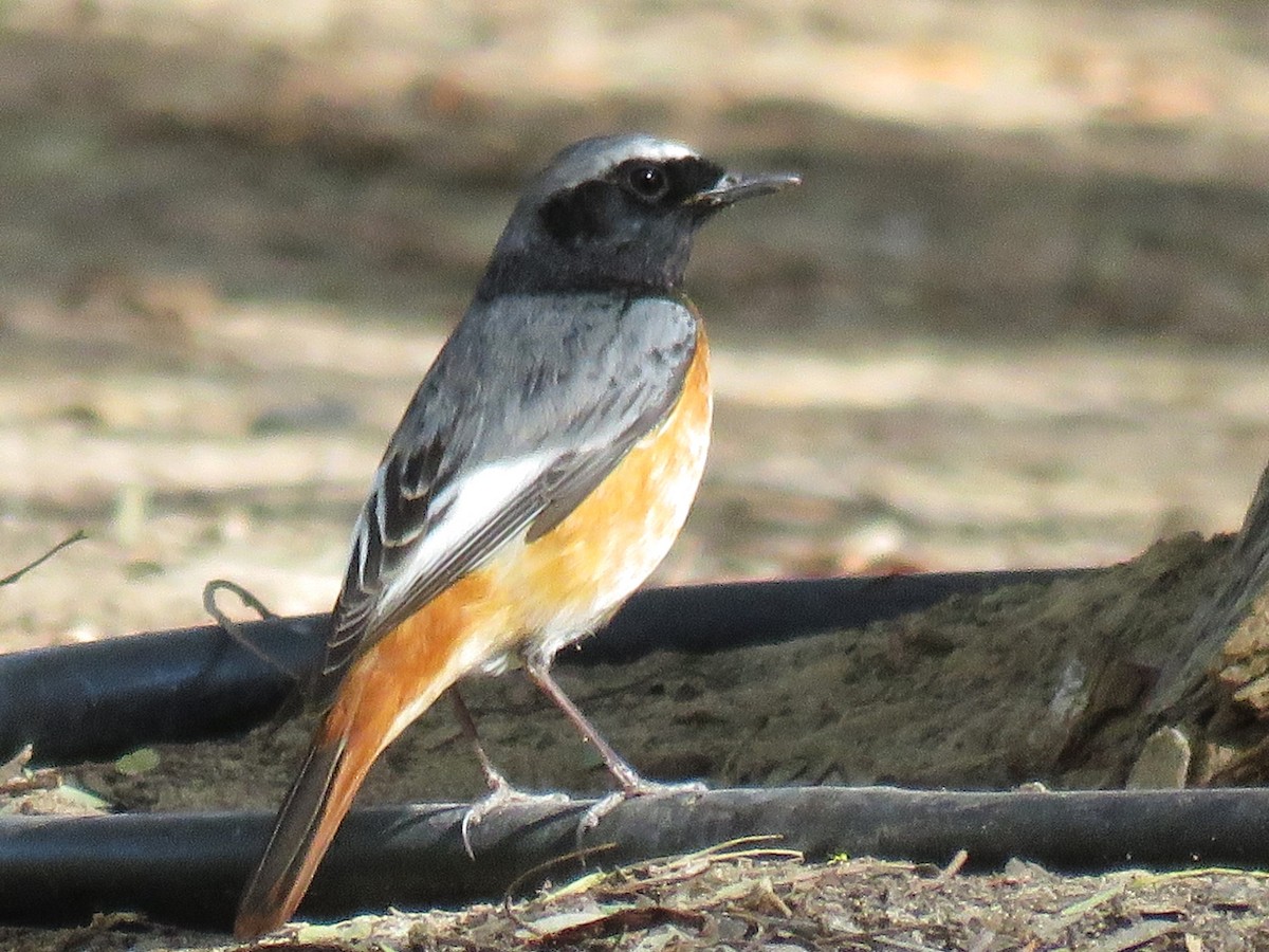 Common Redstart (Ehrenberg's) - ML610736724