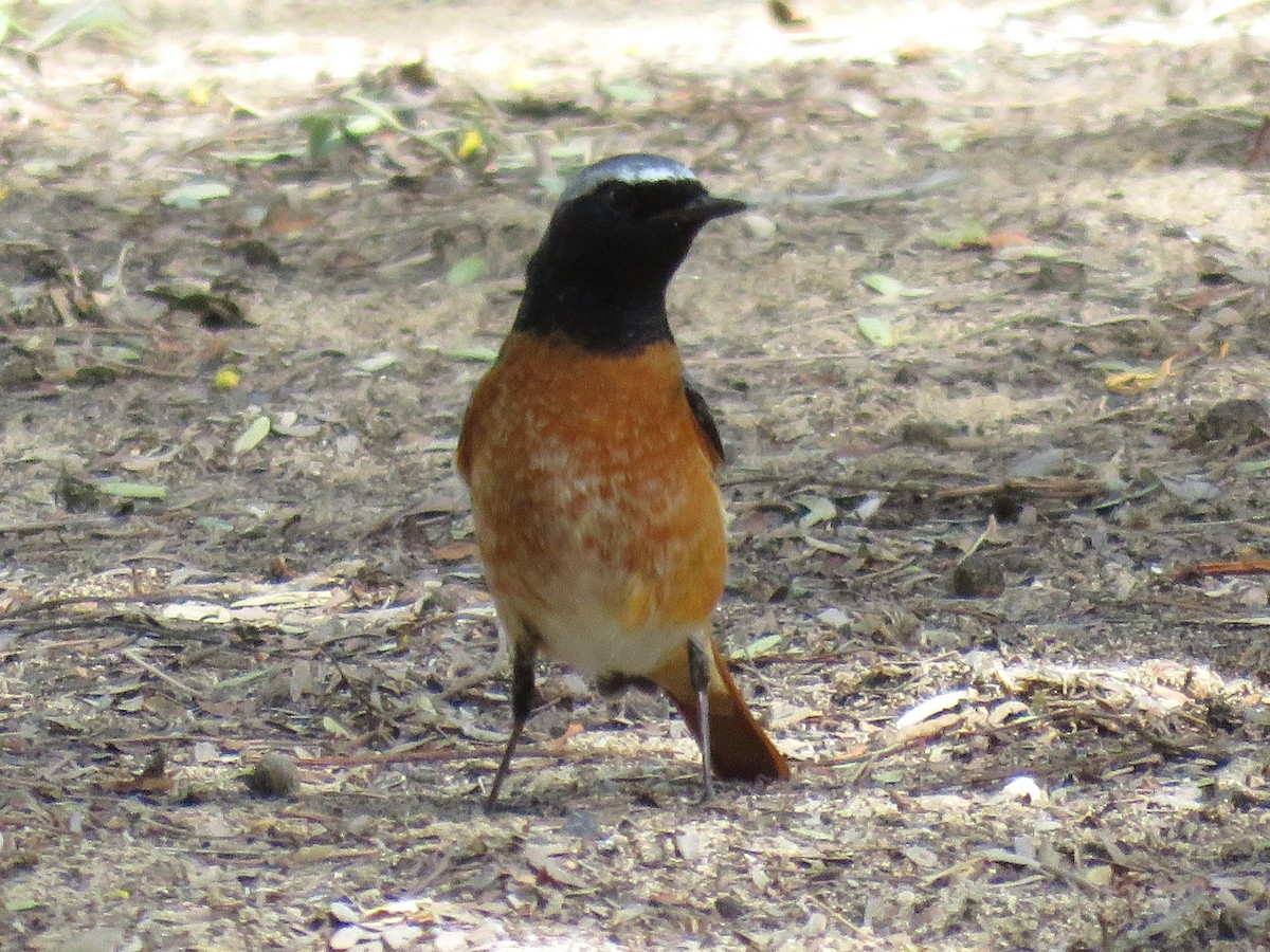 シロビタイジョウビタキ（samamisicus） - ML610736728