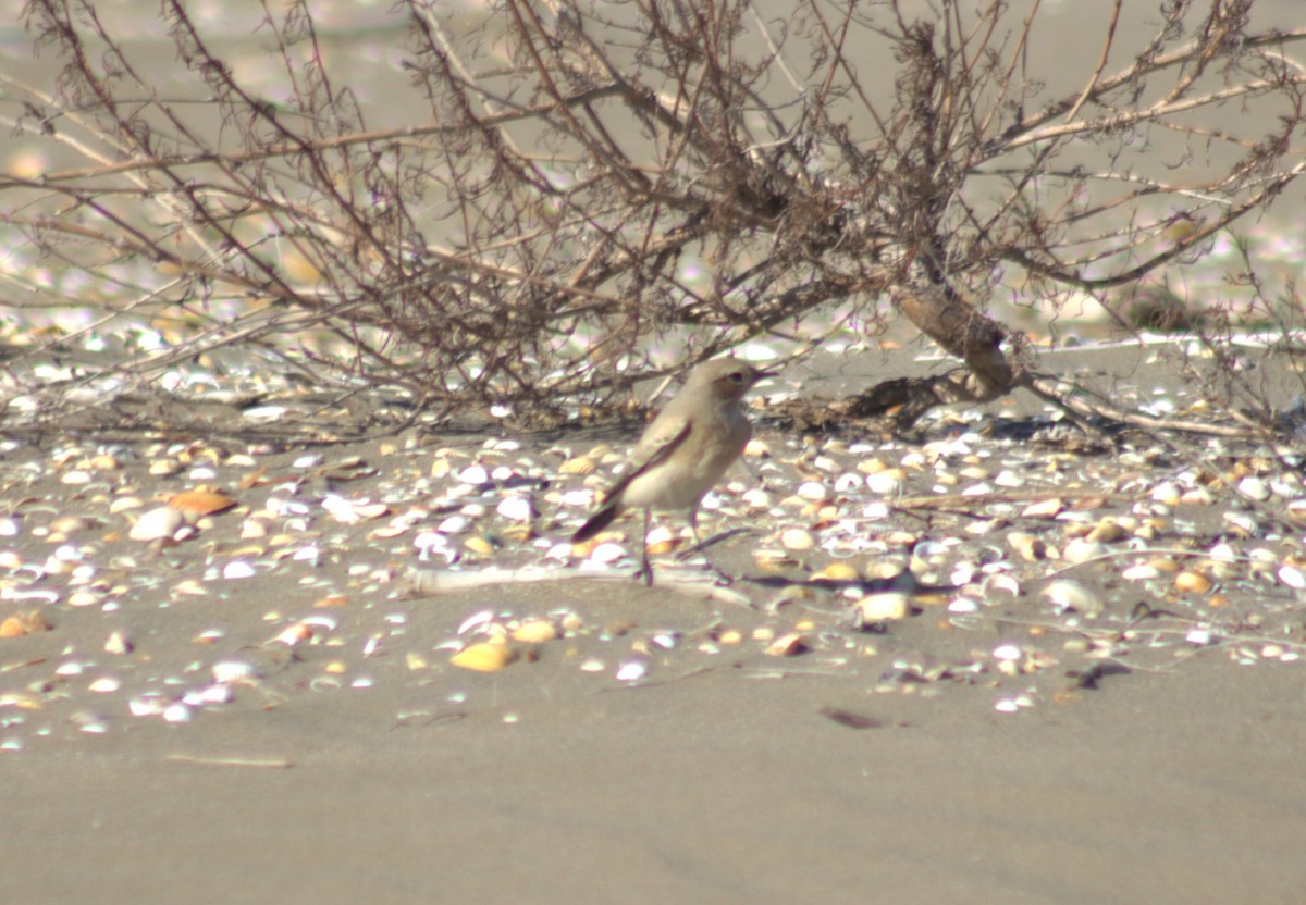 סלעית מדבר - ML610736765