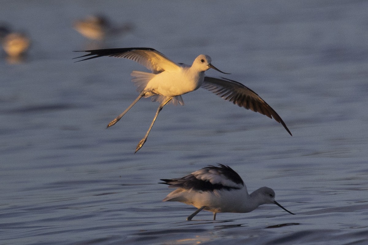 American Avocet - ML610736914