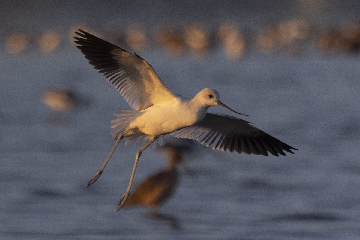 American Avocet - Loni Ye