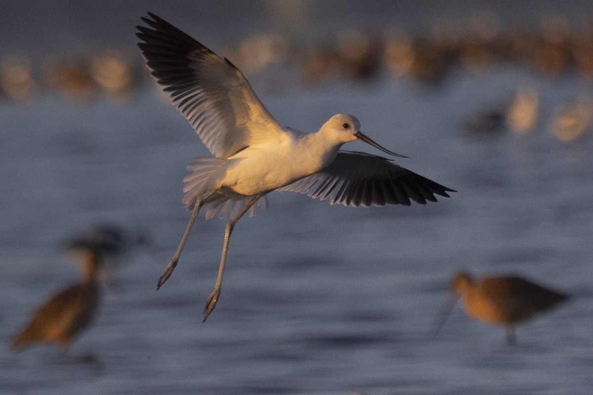 American Avocet - ML610736916