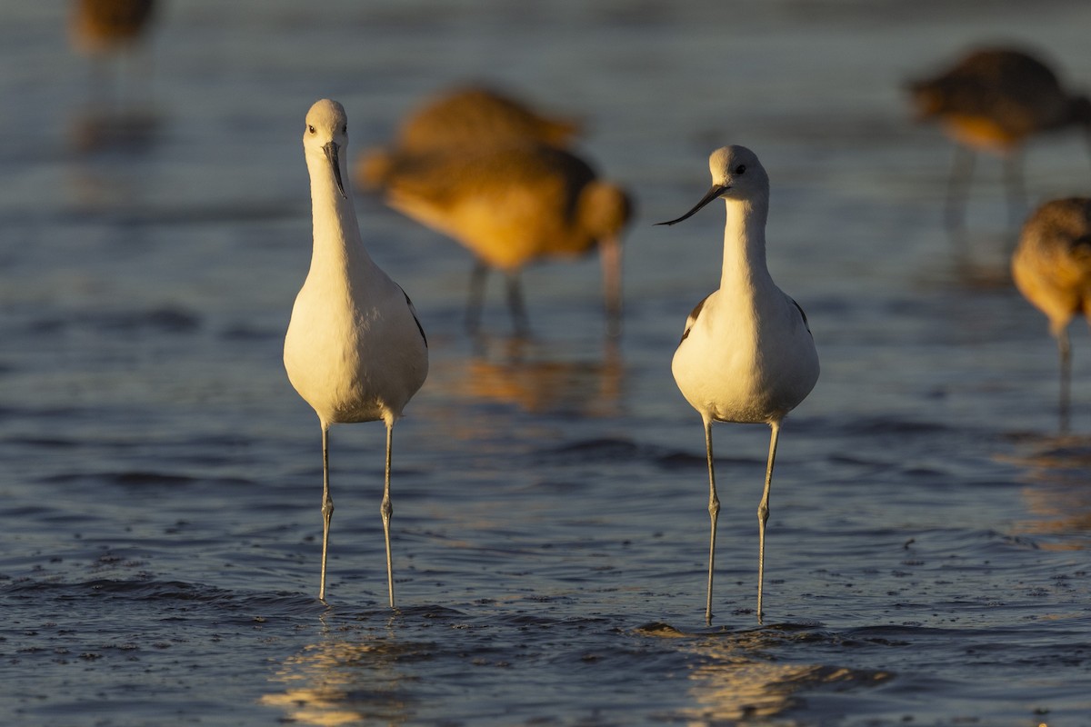 American Avocet - ML610736917