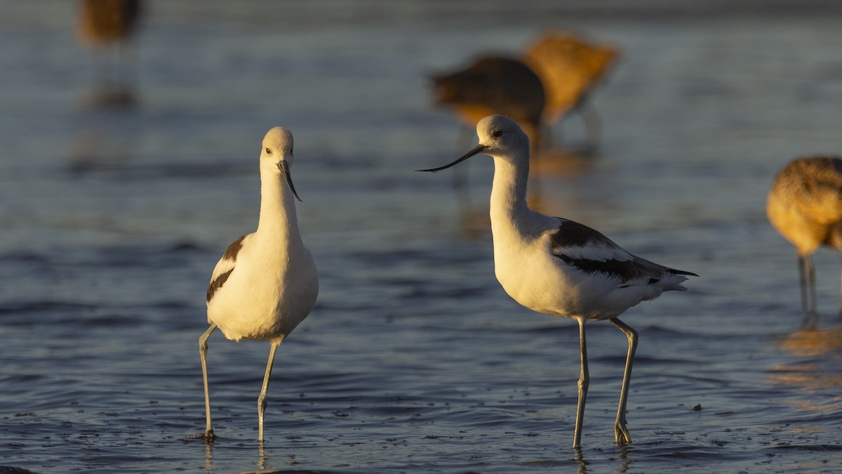 American Avocet - ML610736919