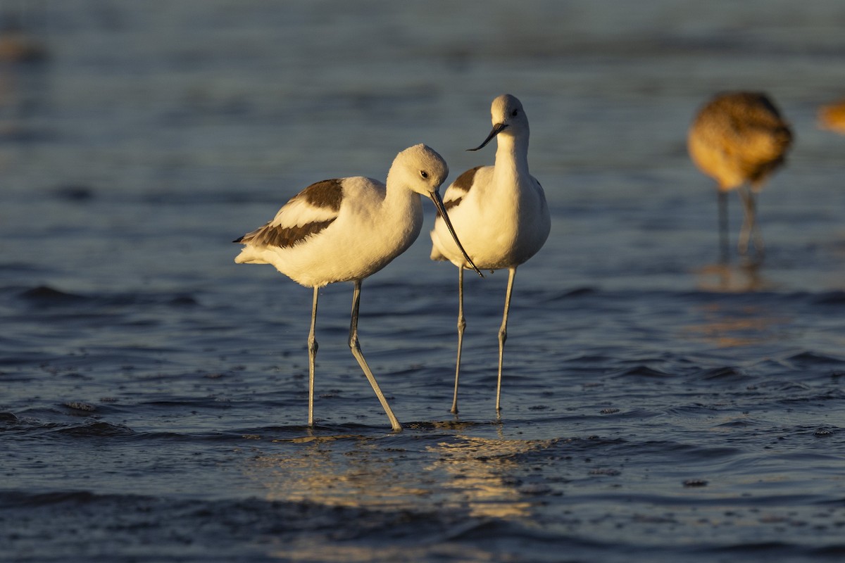 American Avocet - ML610736920