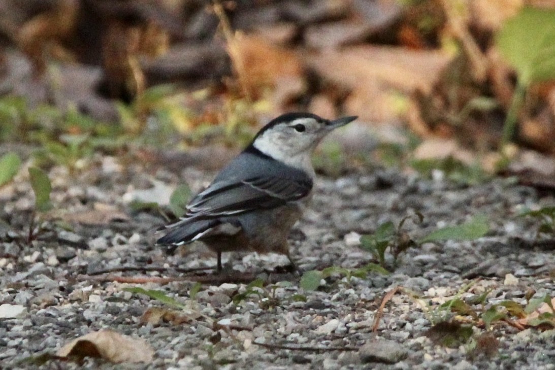 White-breasted Nuthatch - ML610736958