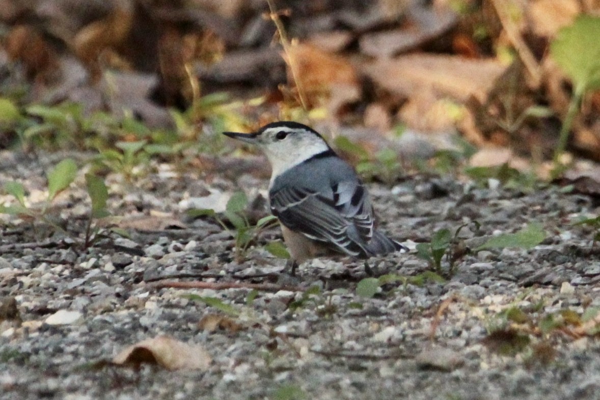 White-breasted Nuthatch - ML610736959