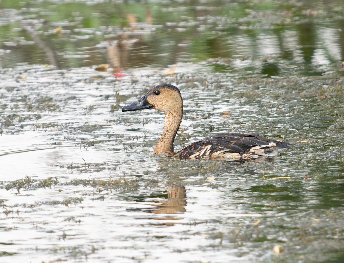 Wandering Whistling-Duck - ML610736985