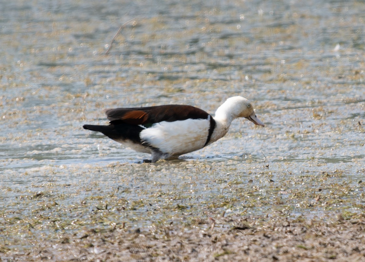 Radjah Shelduck - ML610736994