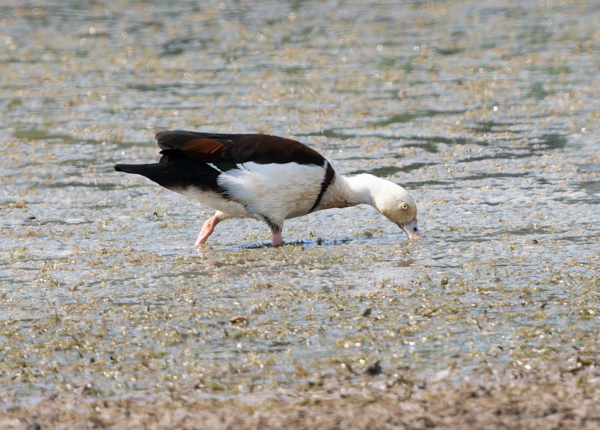 Radjah Shelduck - ML610736995