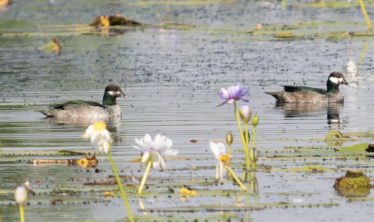 Green Pygmy-Goose - ML610737022