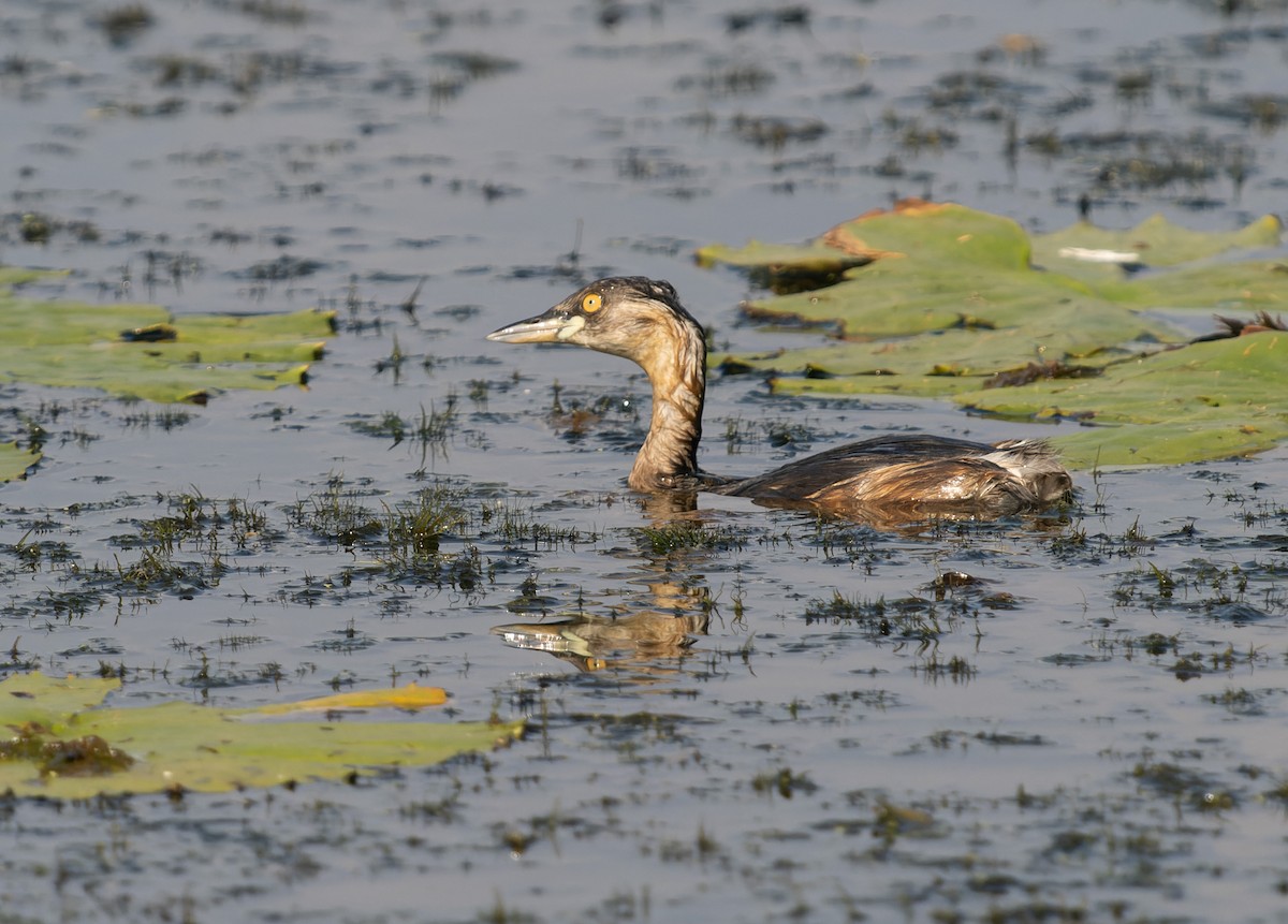 Australasian Grebe - Simon Colenutt