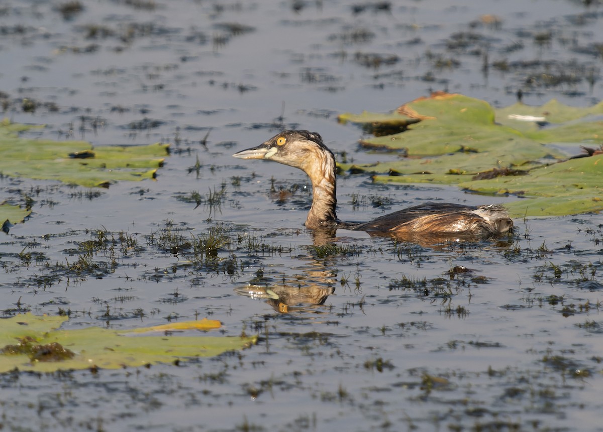 Australasian Grebe - ML610737040