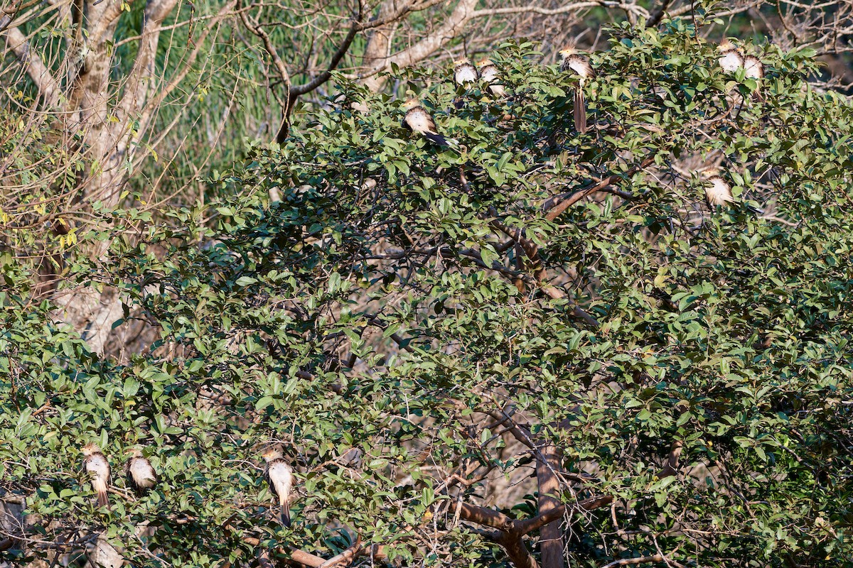 Guira Cuckoo - Tomáš Grim