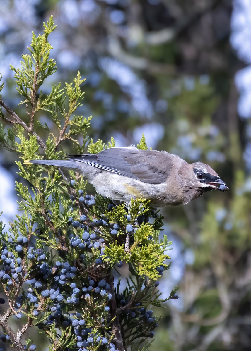 Cedar Waxwing - ML610737181