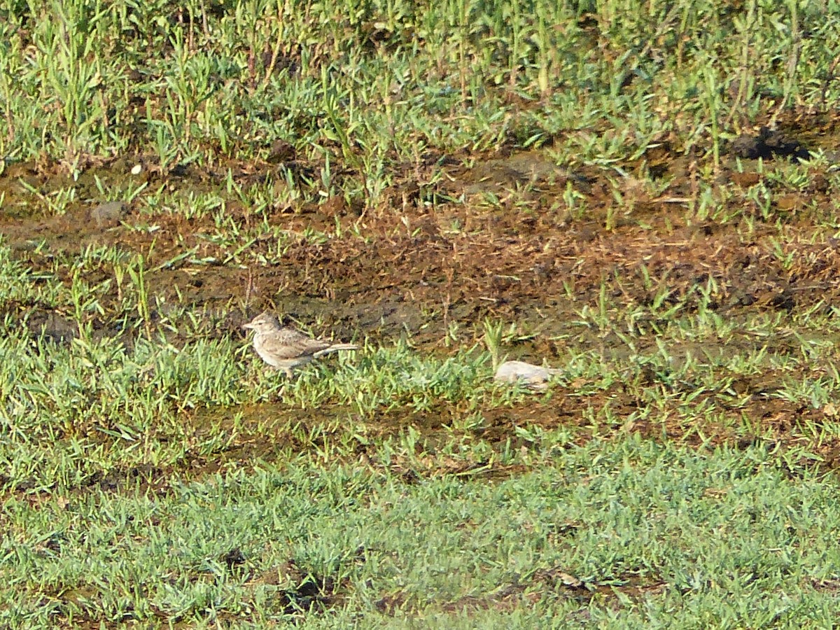 Eurasian Skylark - ML610737228