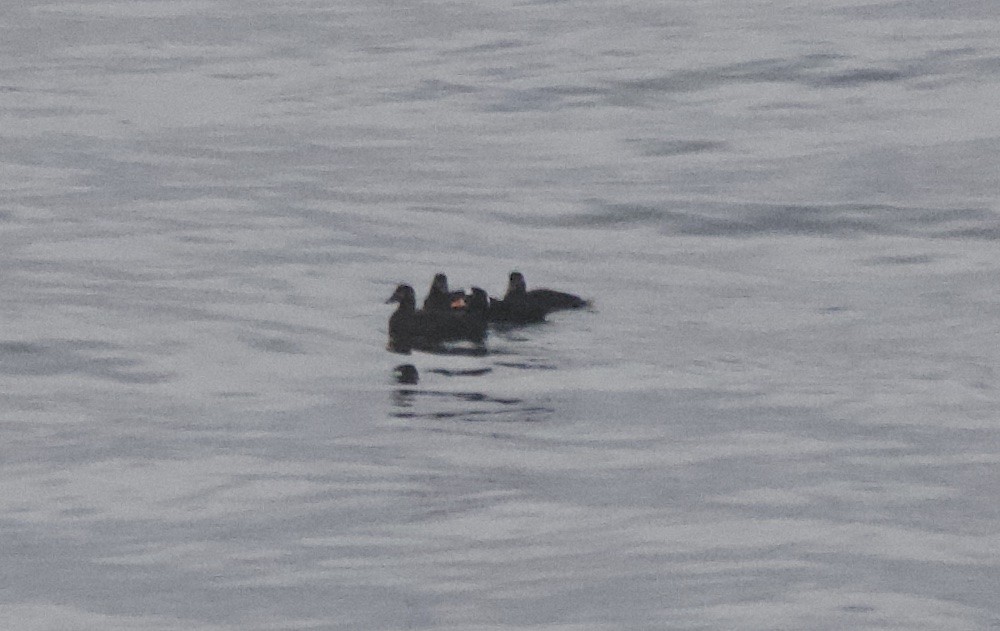 Surf Scoter - ML610737251