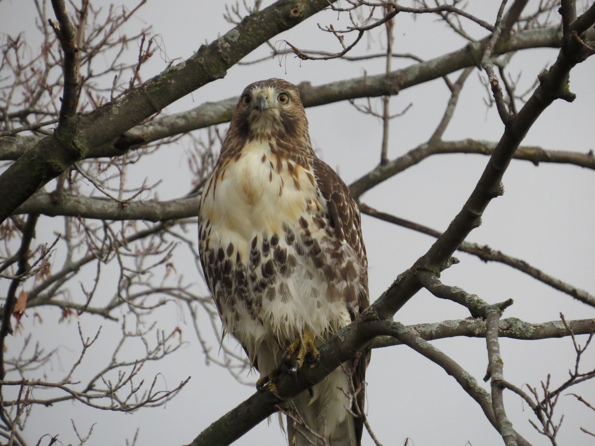 Red-tailed Hawk - ML610737299