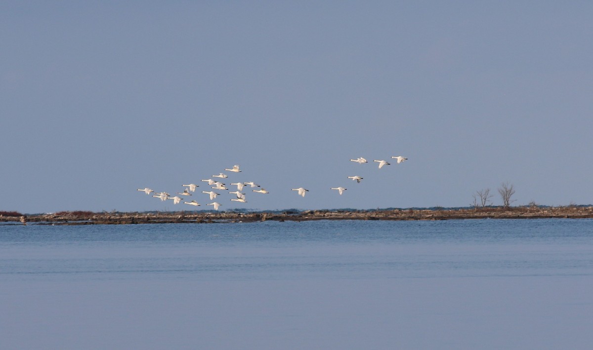 Tundra Swan - ML610737357