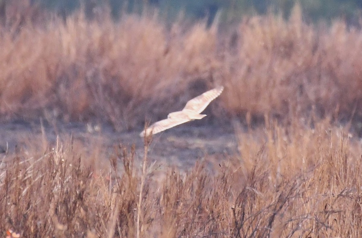 Short-eared Owl - ML610737458