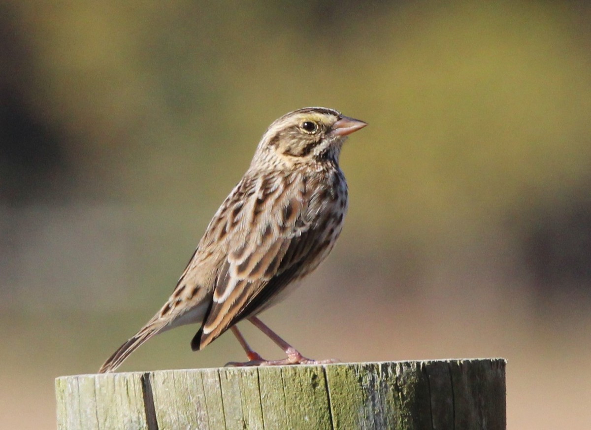 Savannah Sparrow (Savannah) - ML610737548