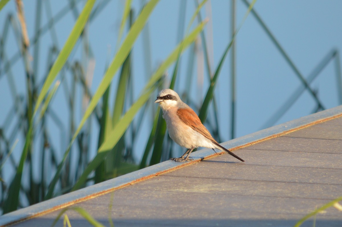 Red-backed Shrike - Oksana Subotko