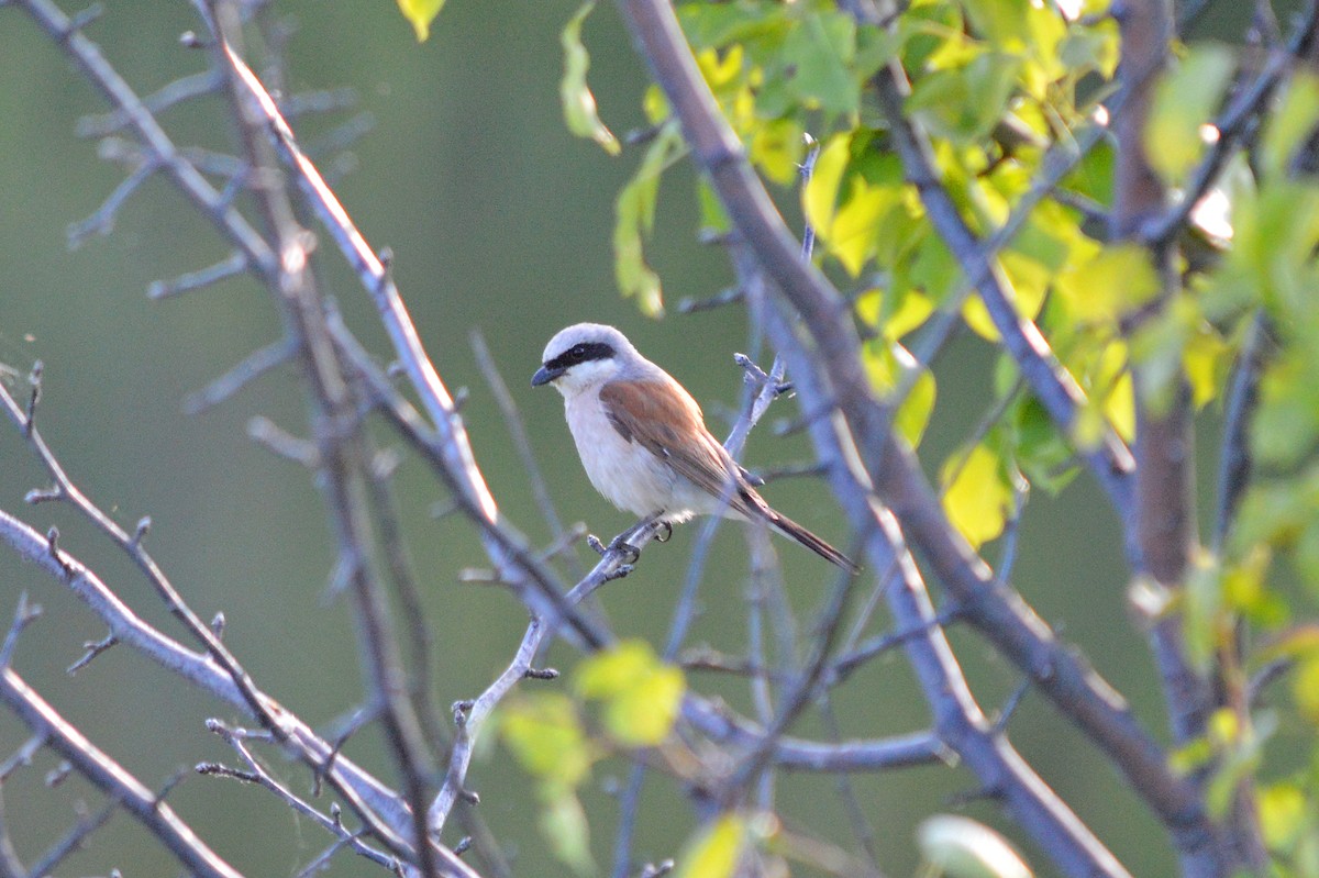 Red-backed Shrike - Oksana Subotko