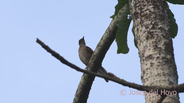 Pale-breasted Thrush - ML610737606