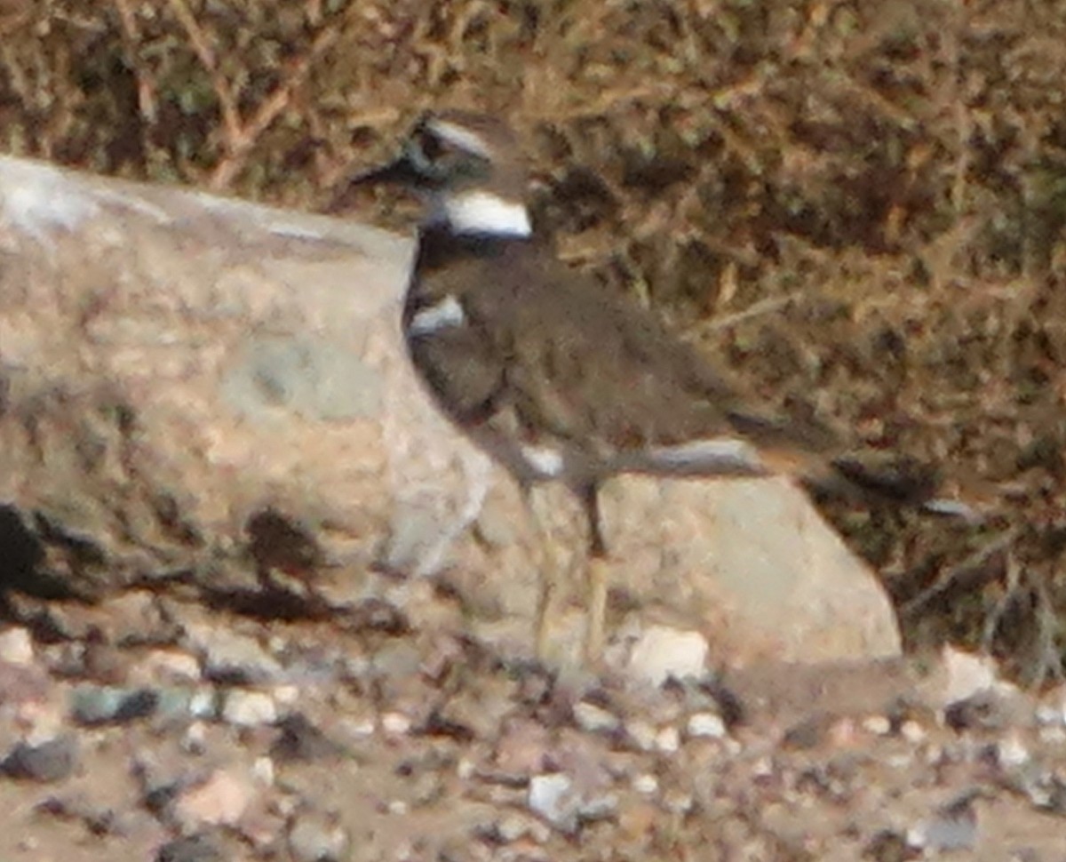 Killdeer - ML610737633