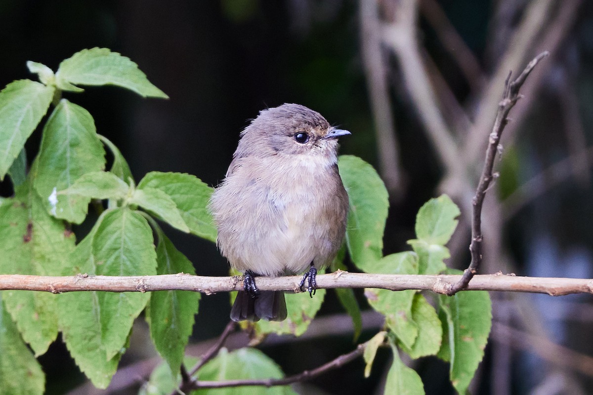 African Dusky Flycatcher - ML610737684