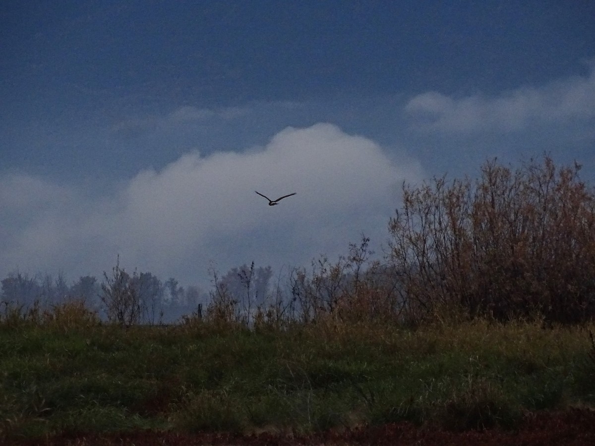 Northern Harrier - ML610737732