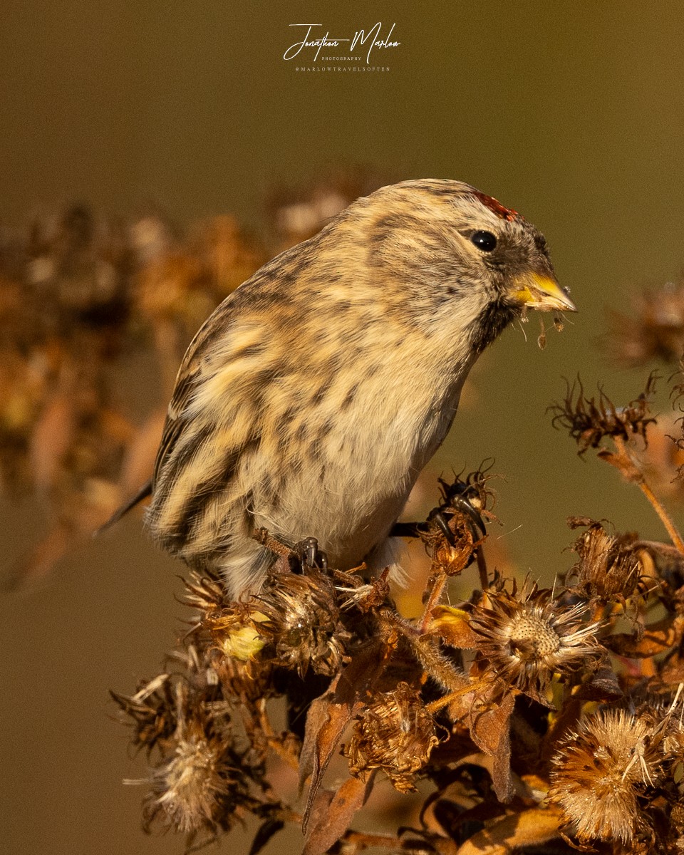 Common Redpoll - ML610737755