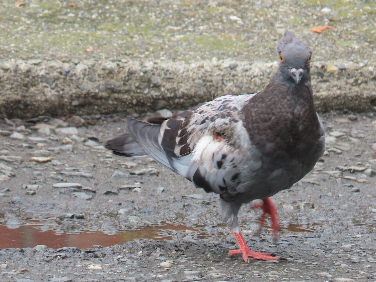 Rock Pigeon (Feral Pigeon) - ML610737861