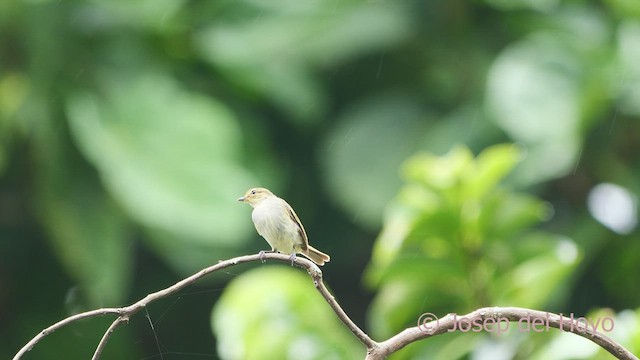 Golden-faced Tyrannulet - ML610738017