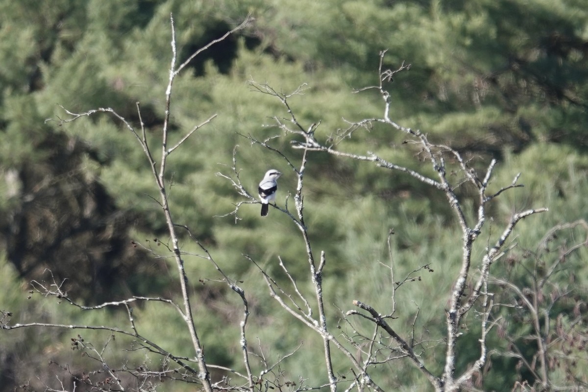 Northern Shrike - ML610738041