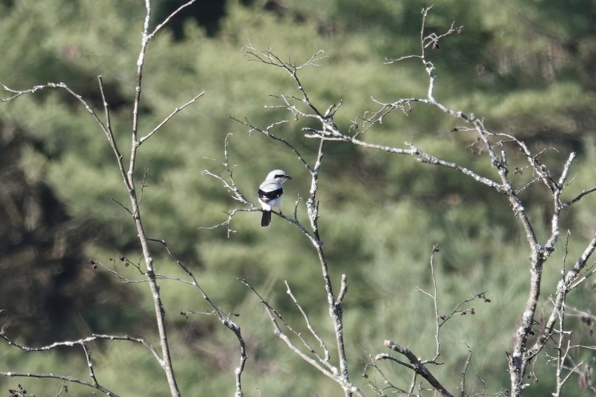 Northern Shrike - ML610738042