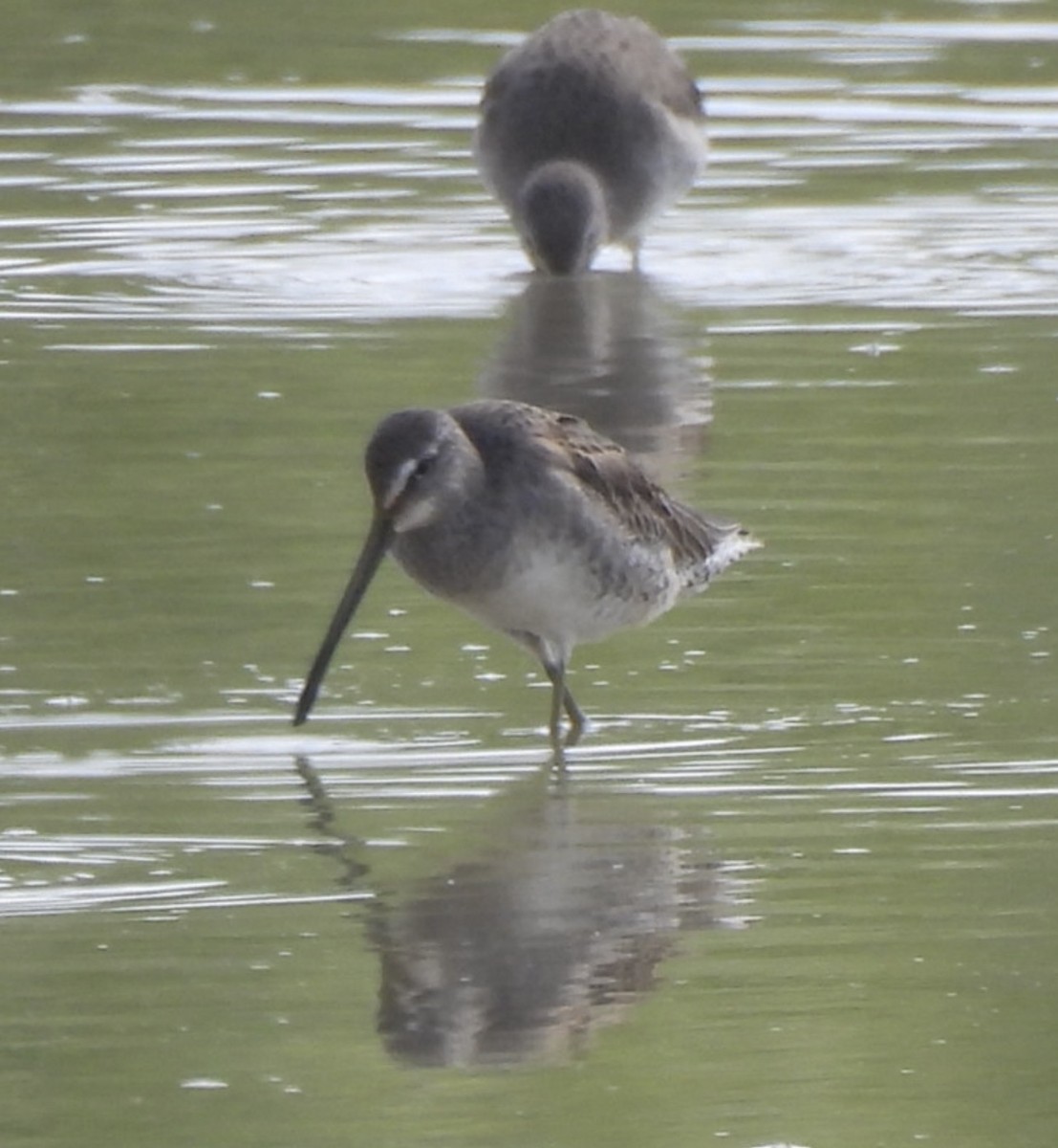 Long-billed Dowitcher - ML610738107