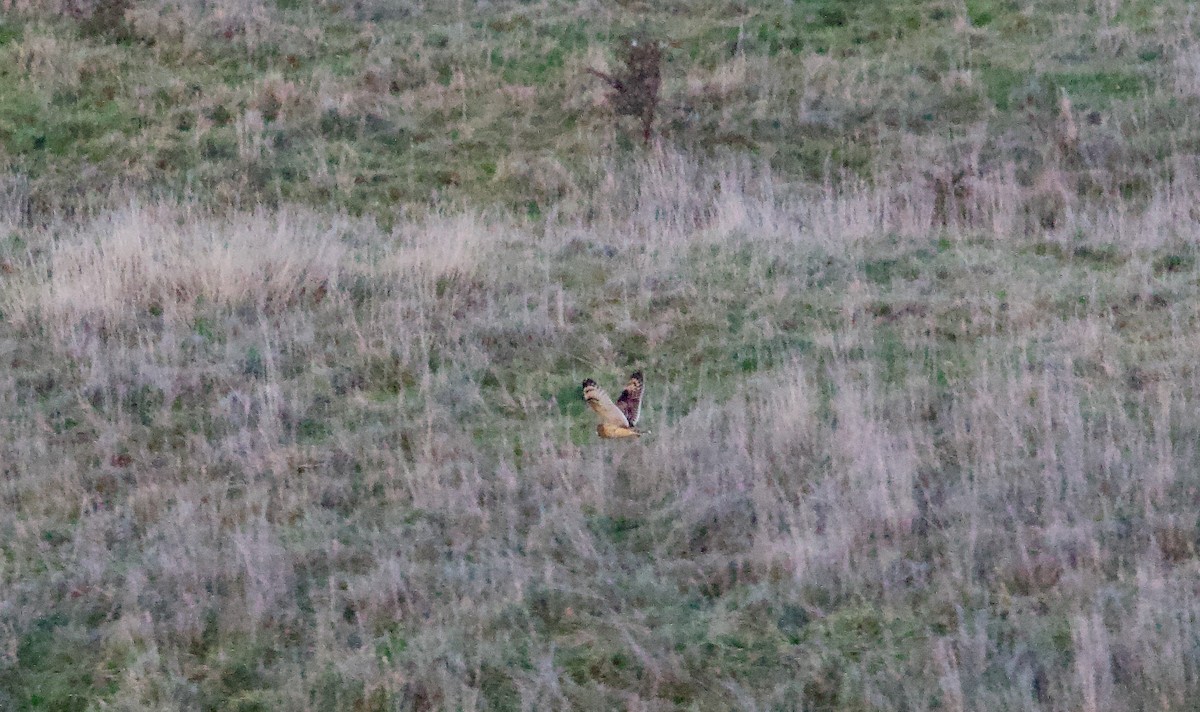 Gufo di palude - ML610738127