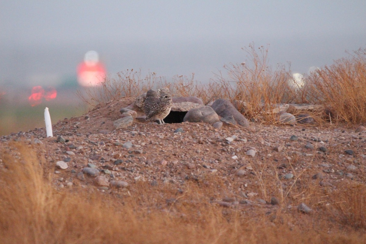 Burrowing Owl (Western) - ML610738181