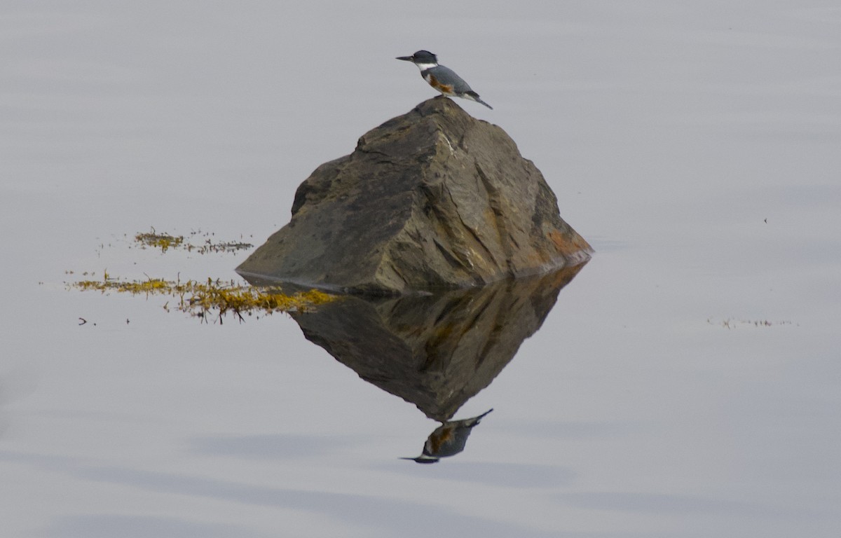 Martin-pêcheur d'Amérique - ML610738233