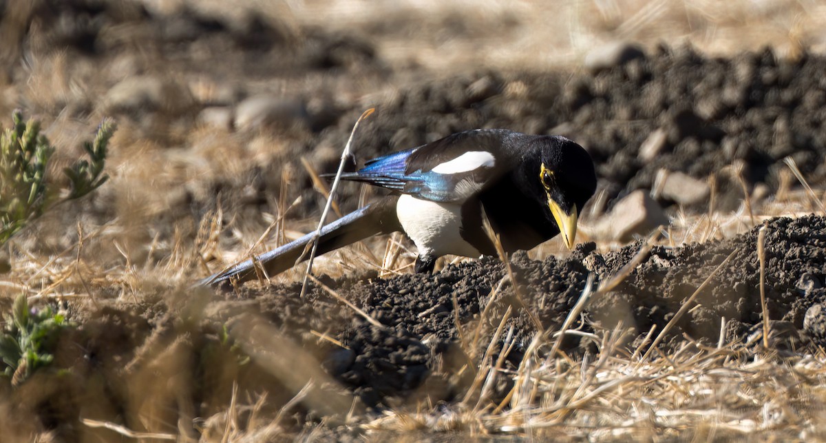 Yellow-billed Magpie - ML610738253