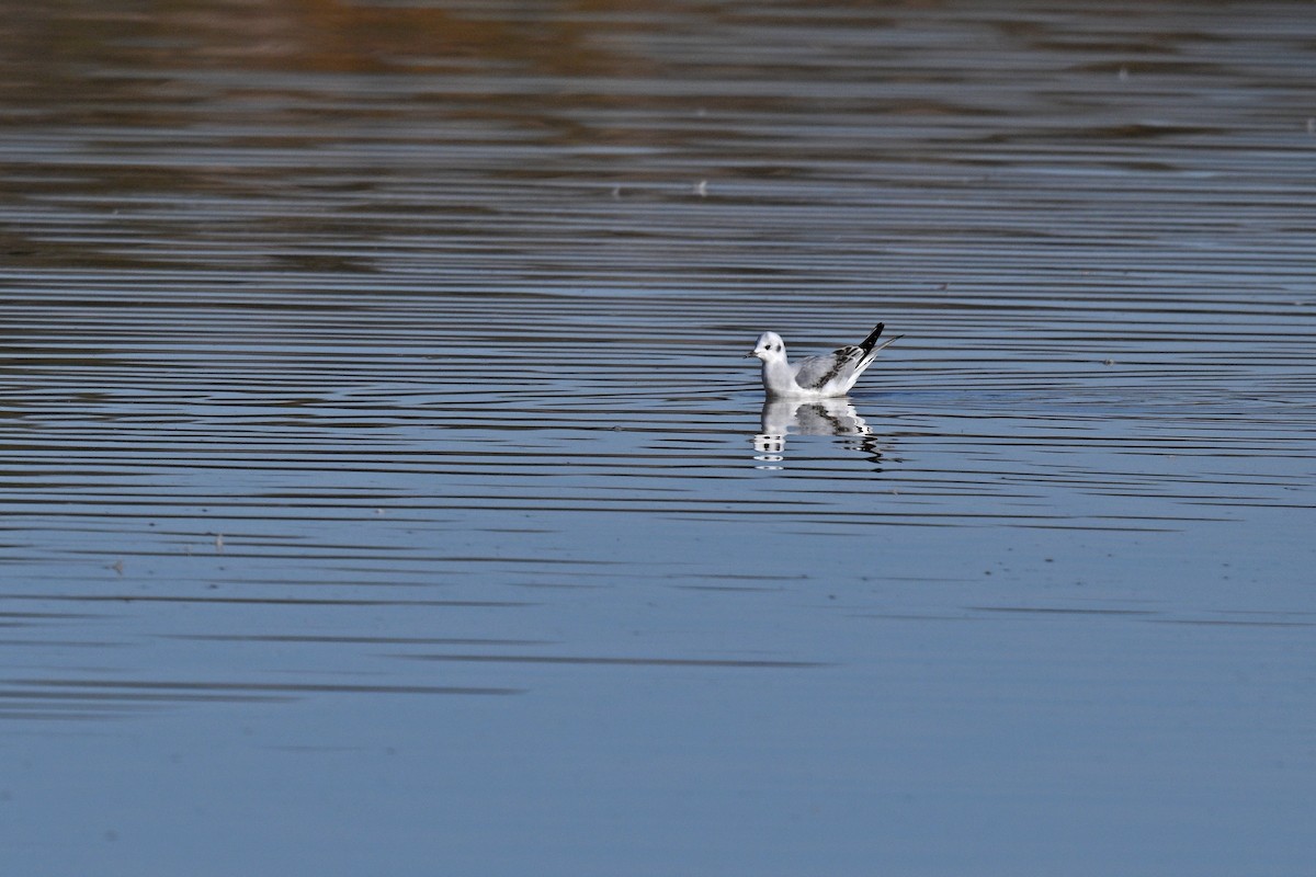 Bonaparte's Gull - ML610738255