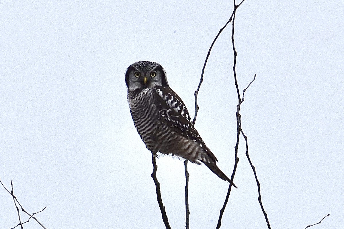 Northern Hawk Owl - Ben Anderson