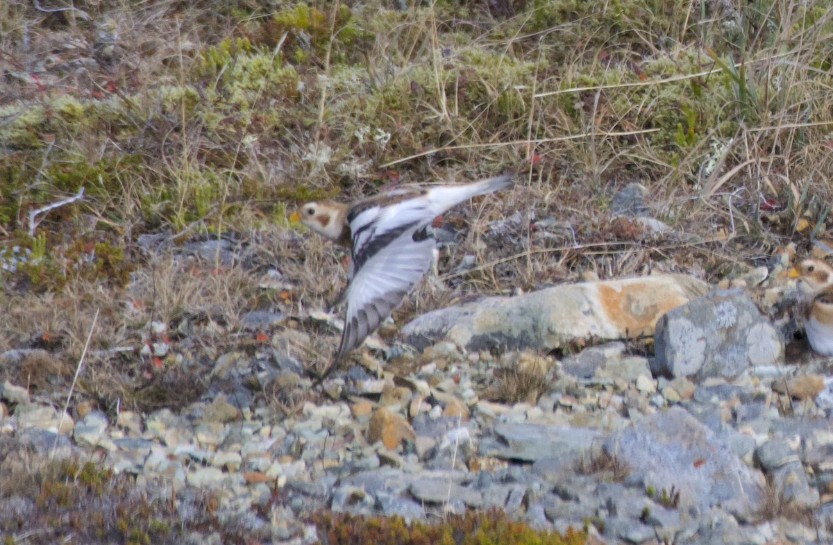 Snow Bunting - ML610738407