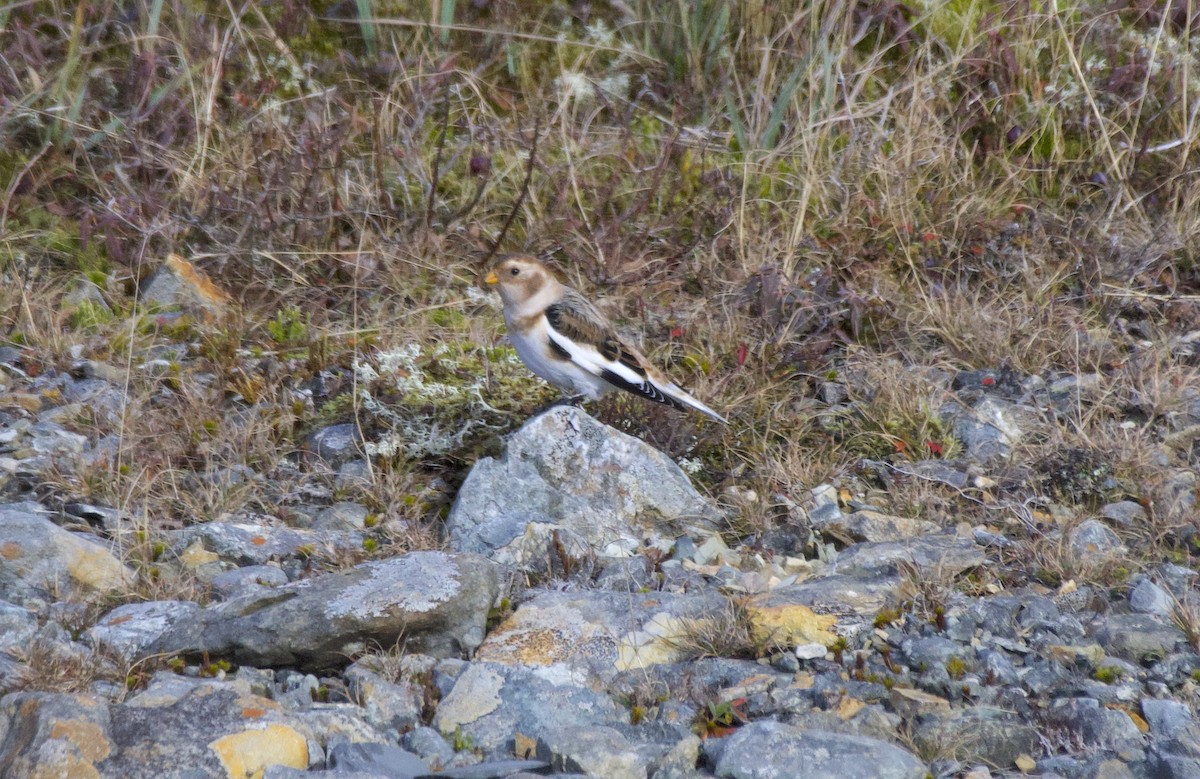 Snow Bunting - Ryan Larson