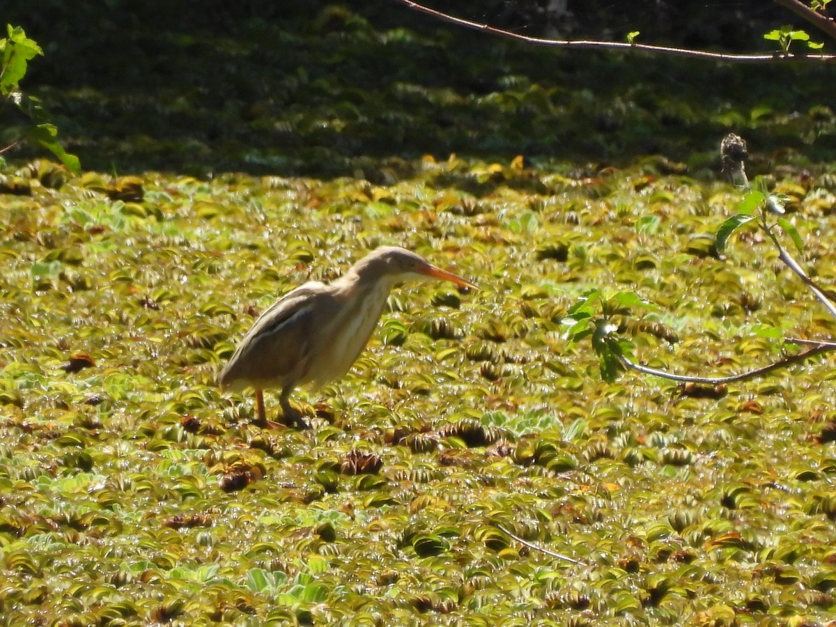 Stripe-backed Bittern - Laura Bianchi