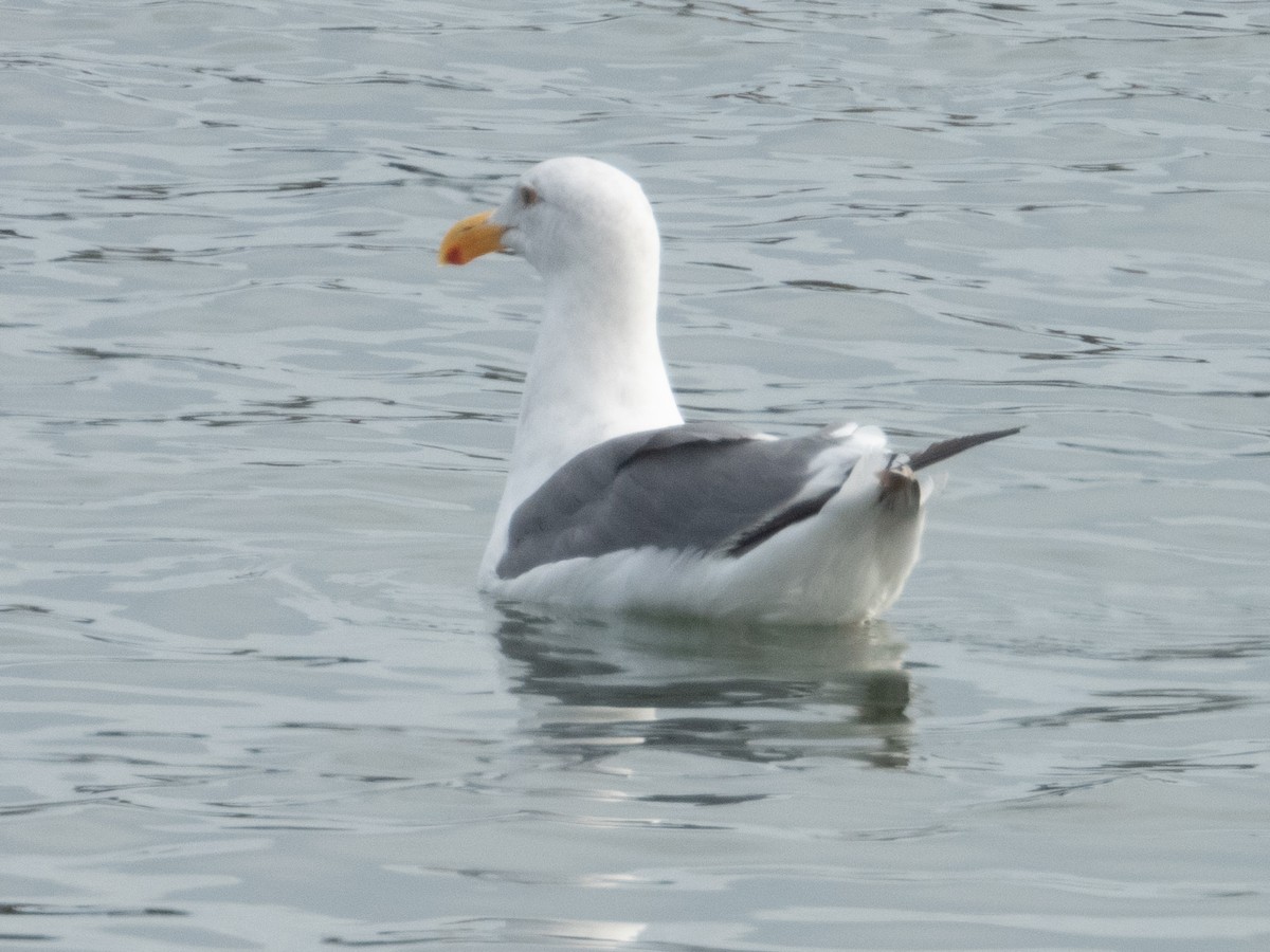 Western Gull - ML610738465