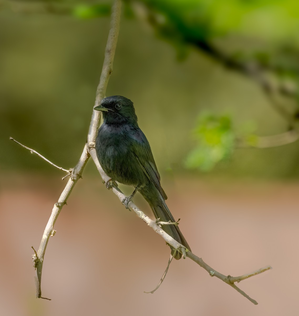 Çatal Kuyruklu Drongo - ML610738474