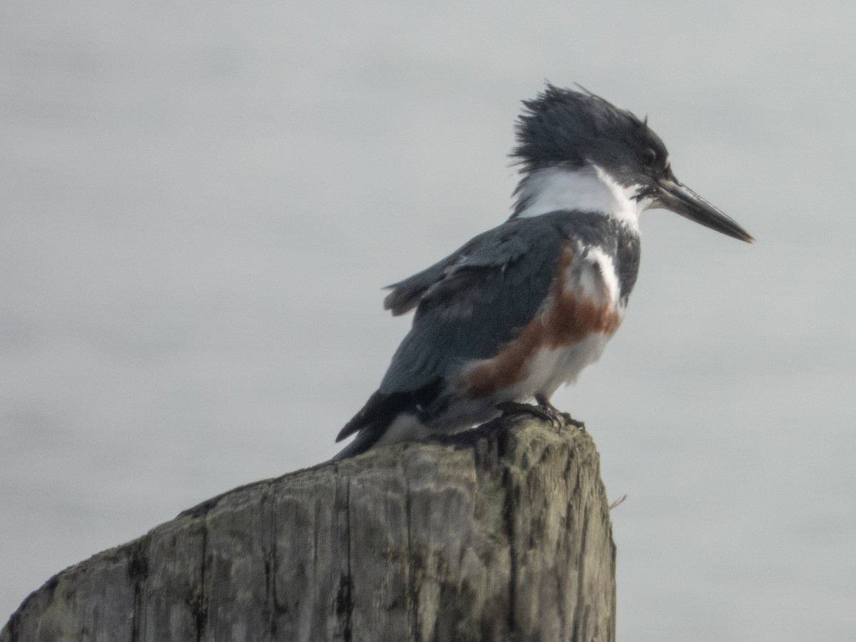 Belted Kingfisher - Ann Larson